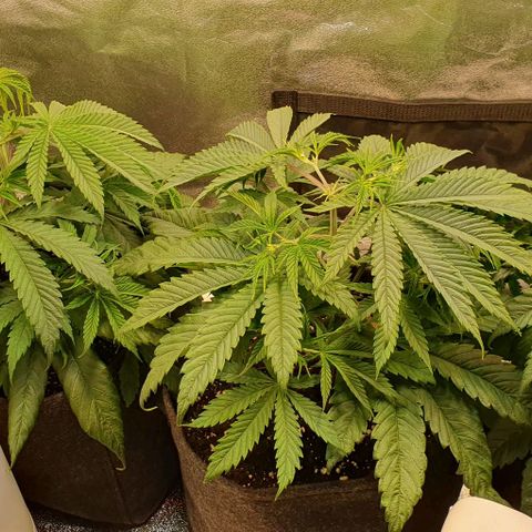 Highness  #2 growlog timeline photo
