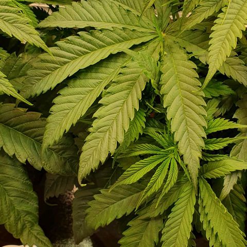 Highness  #2 growlog timeline photo