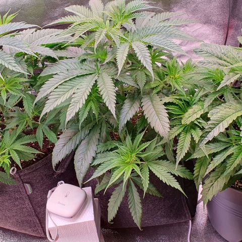 Highness  #2 growlog timeline photo
