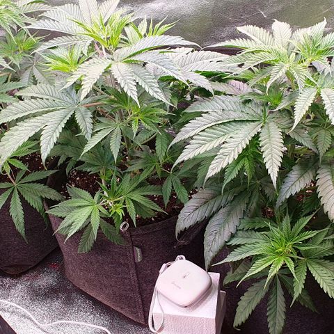 Highness  #2 growlog timeline photo