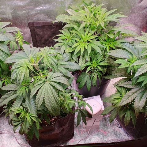 Highness  #2 growlog timeline photo
