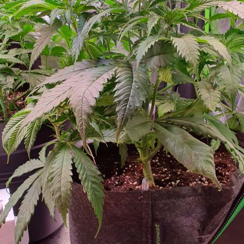 Highness  #2 growlog timeline photo
