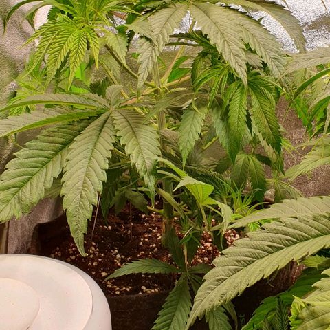 Highness  #2 growlog timeline photo