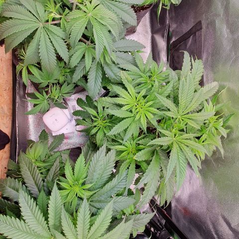 Highness  #2 growlog timeline photo