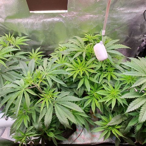 Highness  #2 growlog timeline photo