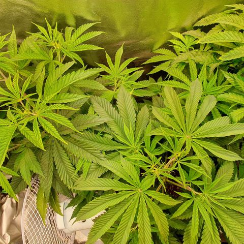 Highness  #2 growlog timeline photo
