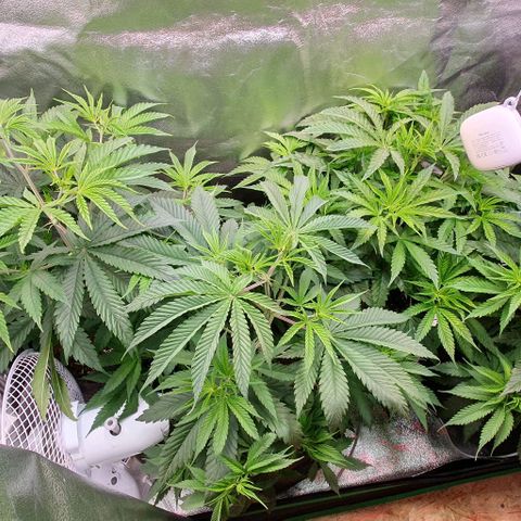 Highness  #2 growlog timeline photo