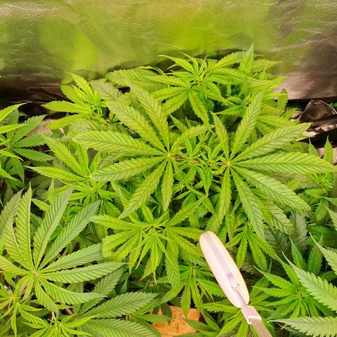 Highness  #2 growlog timeline photo