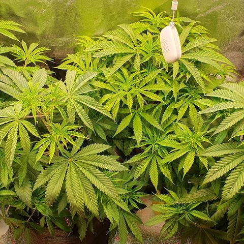 Highness  #2 growlog timeline photo