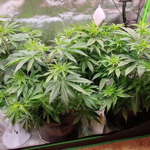 Highness  #2 growlog timeline photo