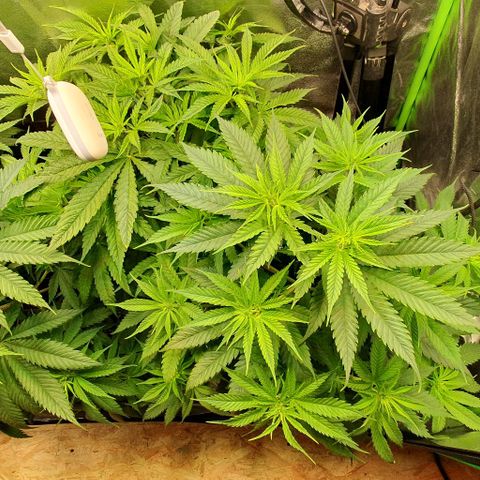 Highness  #2 growlog timeline photo