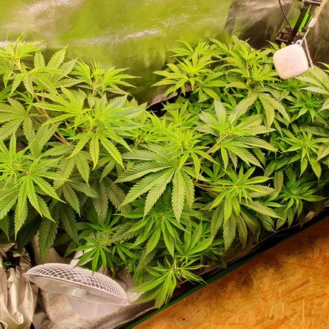 Highness  #2 growlog timeline photo