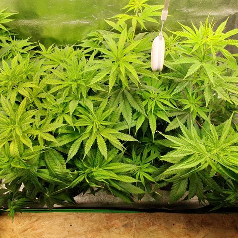 Highness  #2 growlog timeline photo