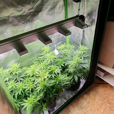 Highness  #2 growlog timeline photo