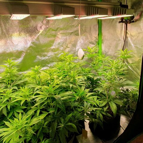 Highness  #2 growlog timeline photo