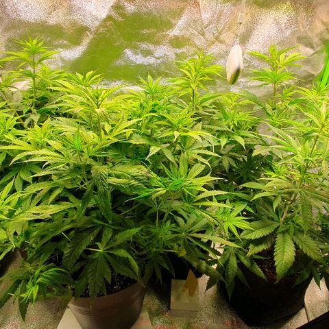 Highness  #2 growlog timeline photo