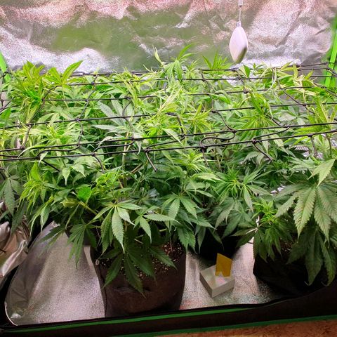 Highness  #2 growlog timeline photo