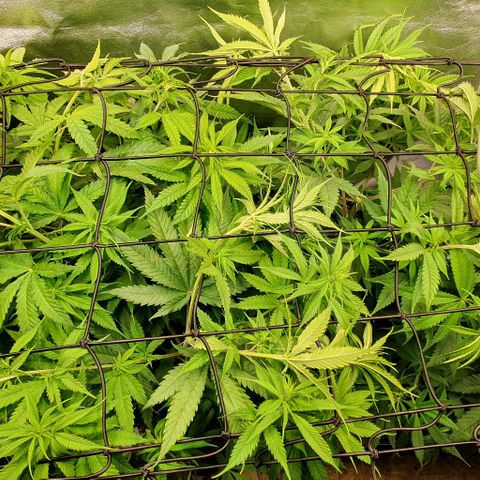 Highness  #2 growlog timeline photo