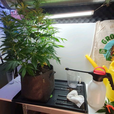 Highness  #2 growlog timeline photo