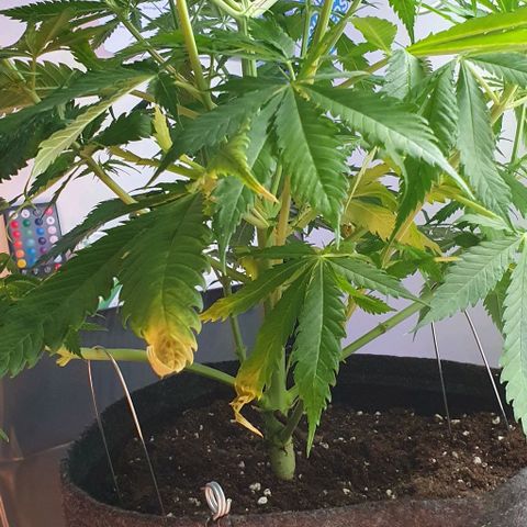 Highness  #2 growlog timeline photo
