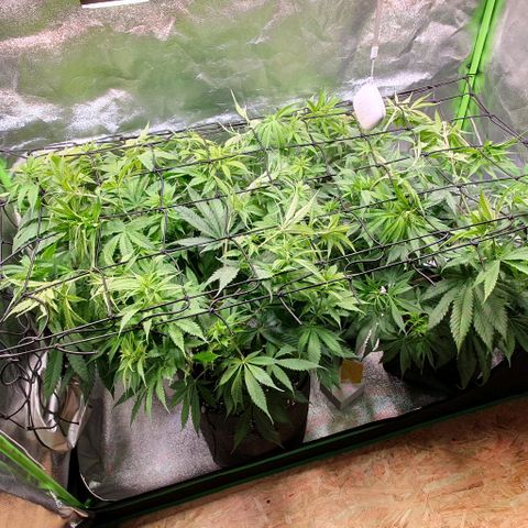Highness  #2 growlog timeline photo