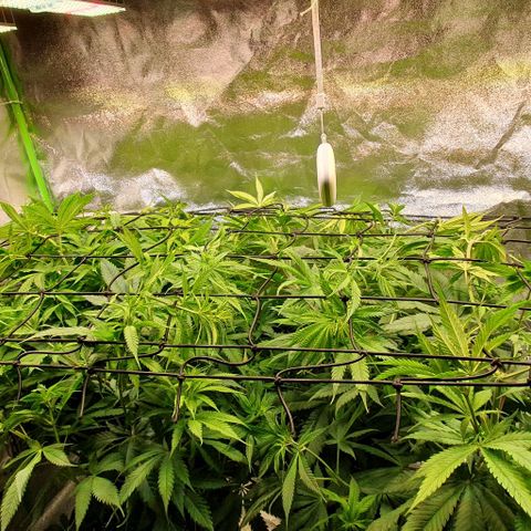 Highness  #2 growlog timeline photo