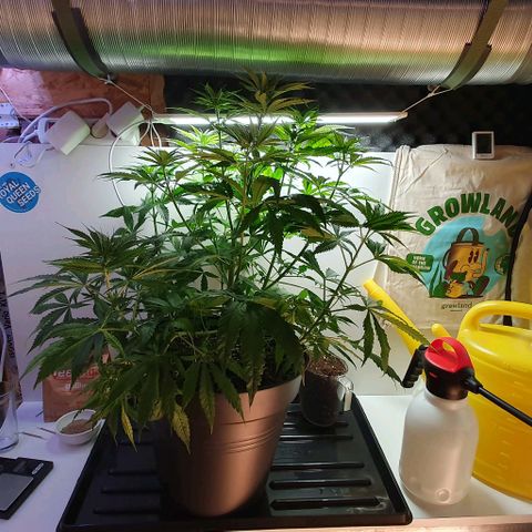 Highness  #2 growlog timeline photo