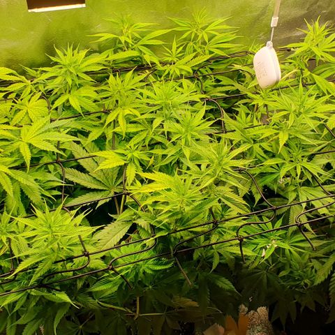 Highness  #2 growlog timeline photo