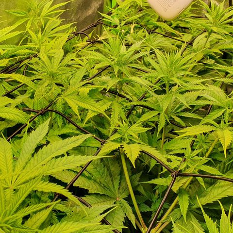 Highness  #2 growlog timeline photo