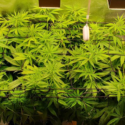 Highness  #2 growlog timeline photo