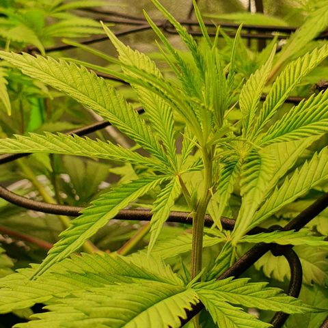 Highness  #2 growlog timeline photo