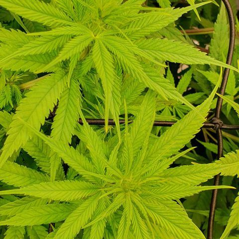 Highness  #2 growlog timeline photo