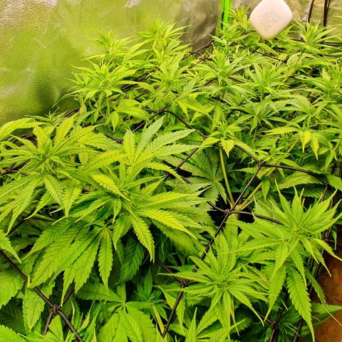 Highness  #2 growlog timeline photo