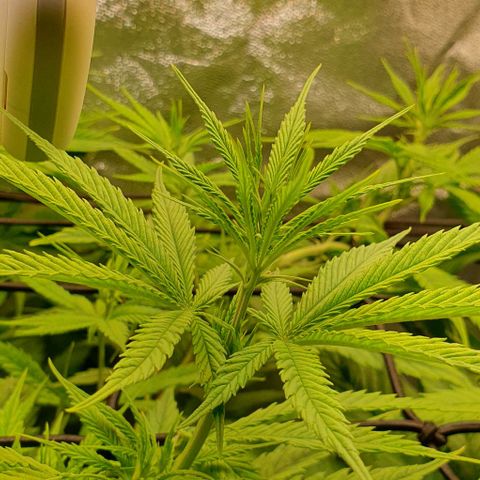 Highness  #2 growlog timeline photo