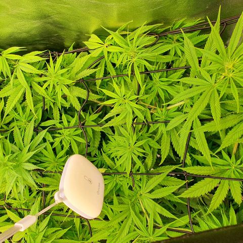 Highness  #2 growlog timeline photo