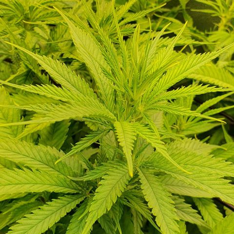 Highness  #2 growlog timeline photo
