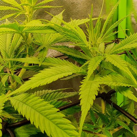Highness  #2 growlog timeline photo