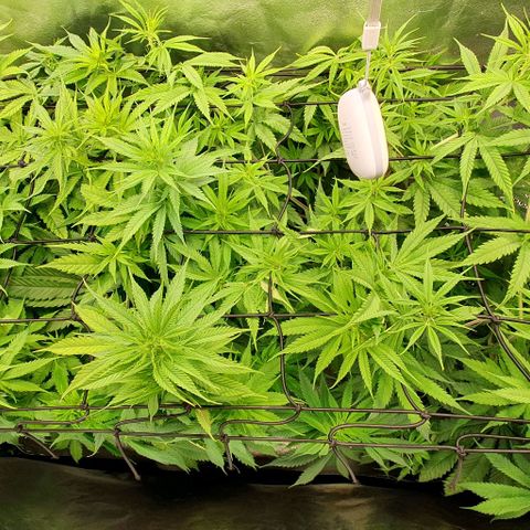Highness  #2 growlog timeline photo