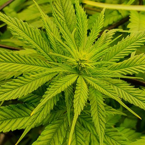 Highness  #2 growlog timeline photo