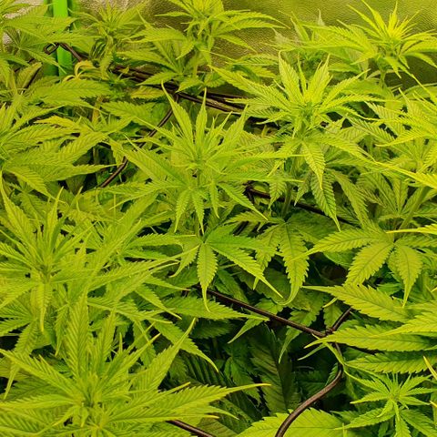 Highness  #2 growlog timeline photo
