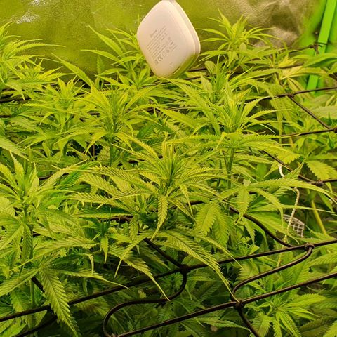 Highness  #2 growlog timeline photo