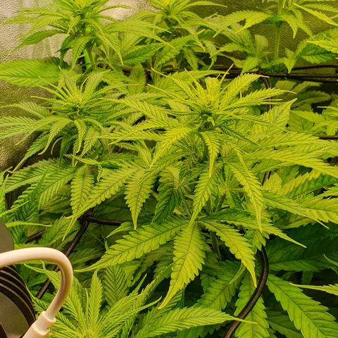 Highness  #2 growlog timeline photo