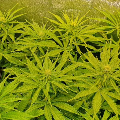 Highness  #2 growlog timeline photo