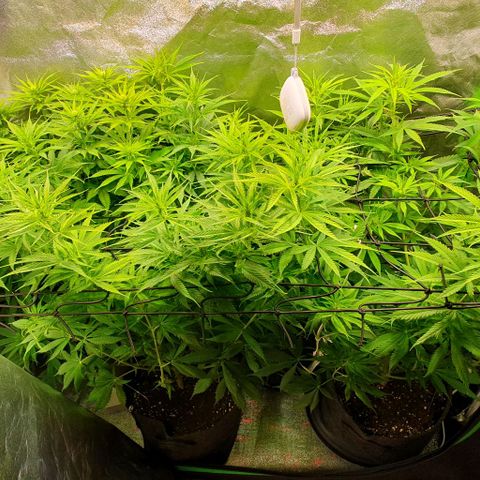 Highness  #2 growlog timeline photo