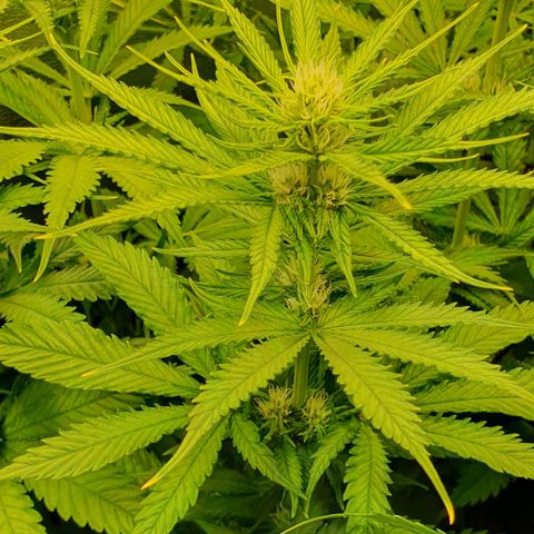 Highness  #2 growlog timeline photo