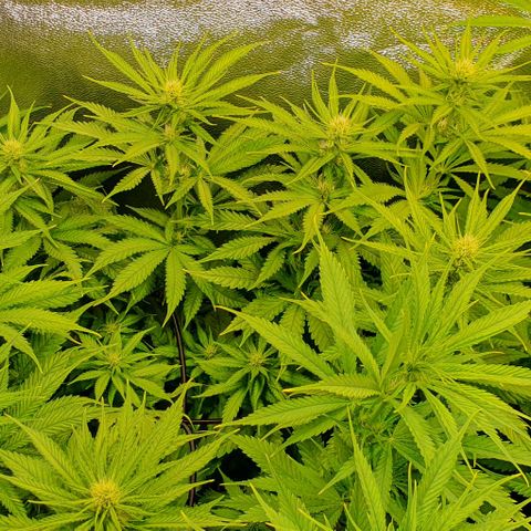 Highness  #2 growlog timeline photo