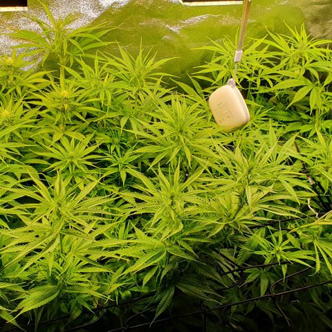 Highness  #2 growlog timeline photo