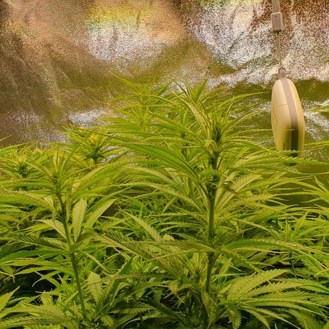 Highness  #2 growlog timeline photo