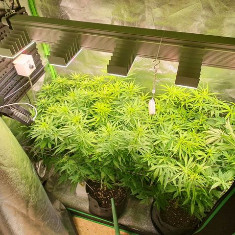 Highness  #2 growlog timeline photo