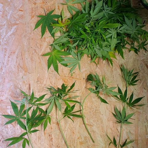 Highness  #2 growlog timeline photo